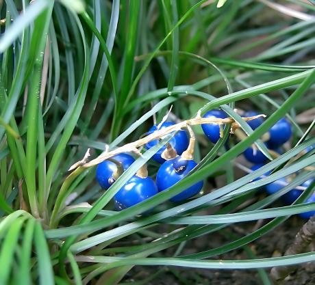 Ophiopogon japonicus 'Nana' | Dwarf Mondo Grass | {flat of 18 Pots