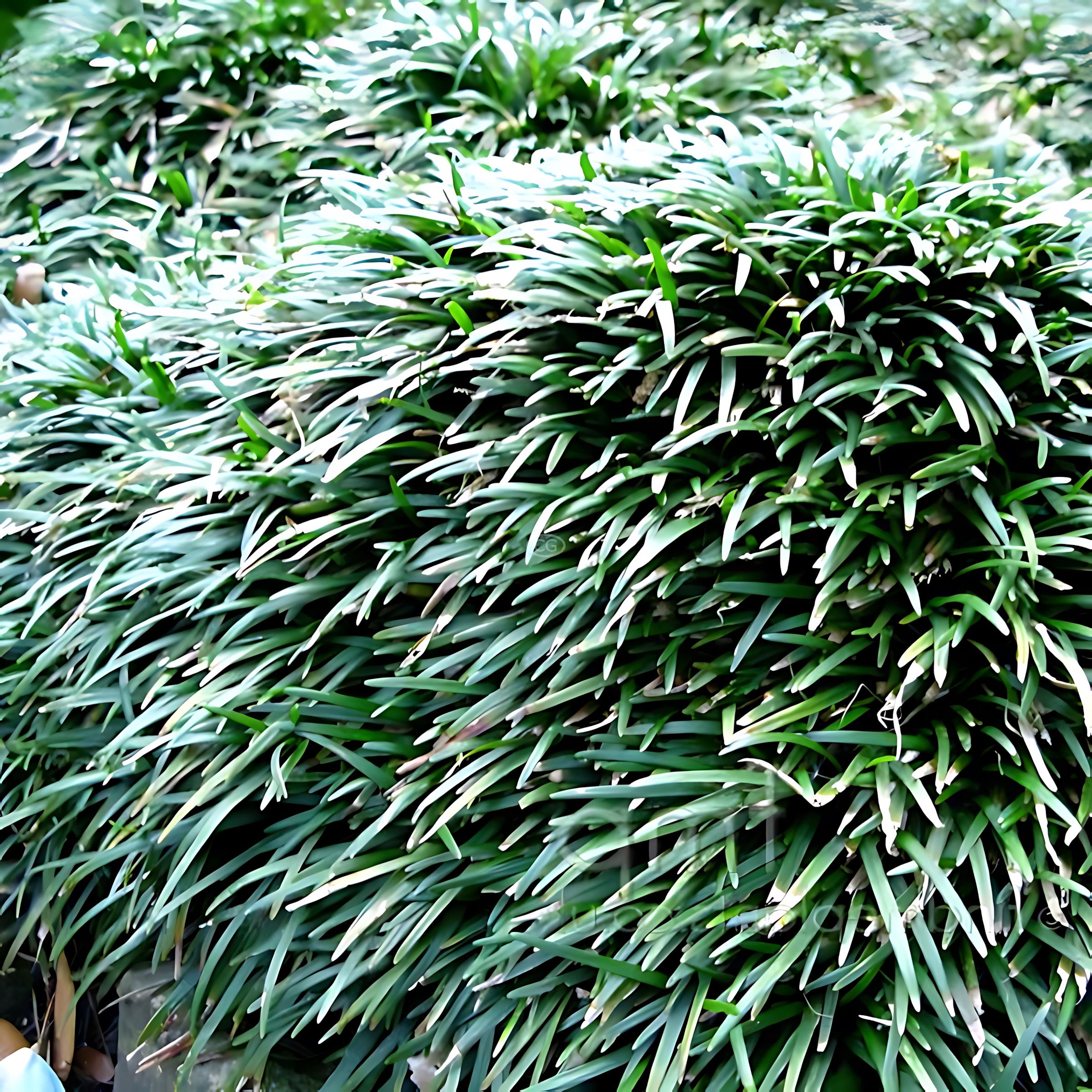 Ophiopogon japonicus | Mondo Grass | {flat of 18 Pots - 3 1/4 in