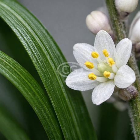 Ophiopogon japonicus | Mondo Grass | {flat of 18 Pots - 3 1/4 in