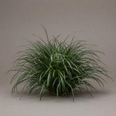 Ophiopogon japonicus | Mondo Grass | {1-Gallon pot} - Classy Groundcovers