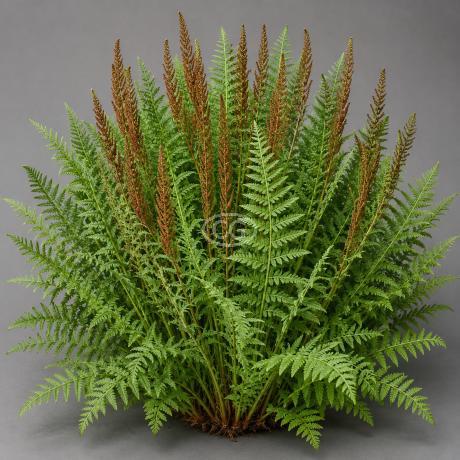 Osmunda regalis | Royal Fern | {25 Bare Root plants} - Classy Groundcovers
