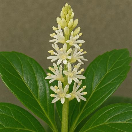Classy Groundcovers Pachysandra Terminalis Japanese Spurge Groundcover - Thumbnail 4