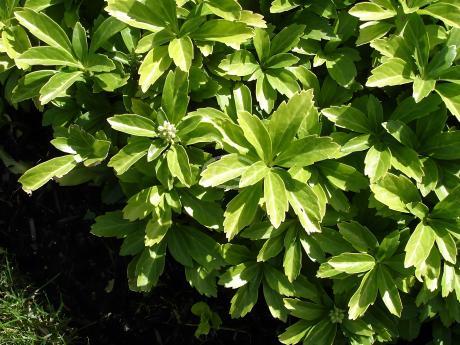 Classy Groundcovers Pachysandra Terminalis Japanese Spurge Groundcover - Thumbnail 2