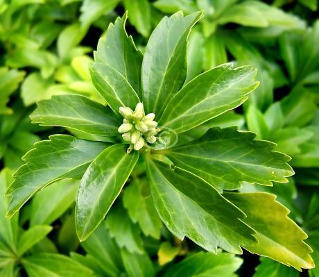 Classy Groundcovers Pachysandra Terminalis Japanese Spurge Groundcover