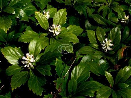 Classy Groundcovers Pachysandra Terminalis Japanese Spurge Groundcover - Thumbnail 3