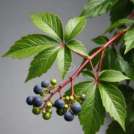 Parthenocissus quinquefolia | Virginia Creeper | {1-Gallon pot} - Classy  Groundcovers