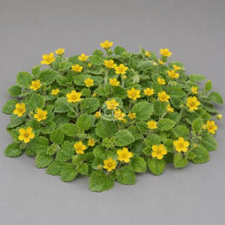 Goldenstar, Green and Gold