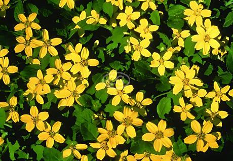 Goldenstar, Green and Gold - Thumbnail 2