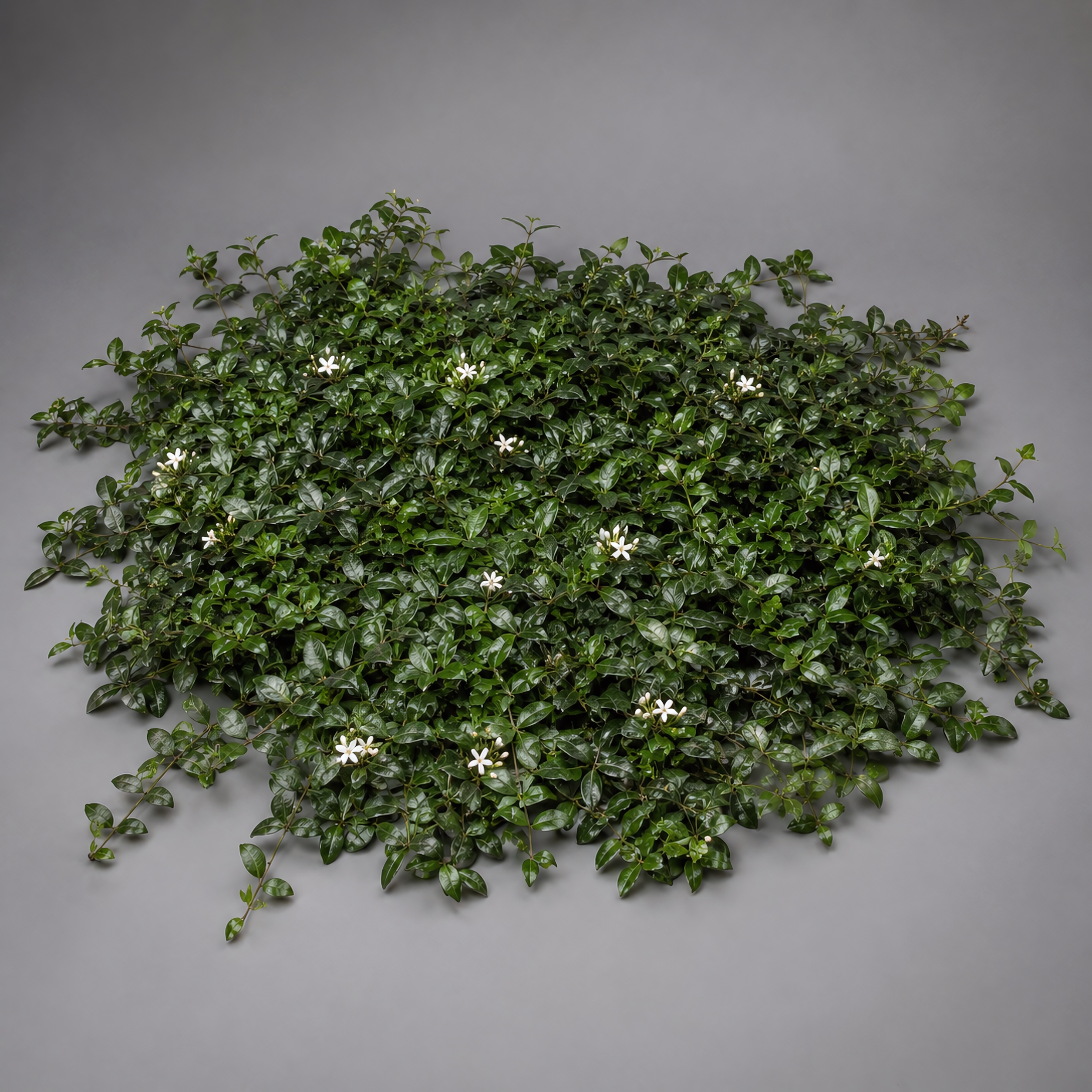 Jasmine出品 Trachelospermum asiaticum | Asiatic Jasmine | {25 Pots - 3 1/4 in