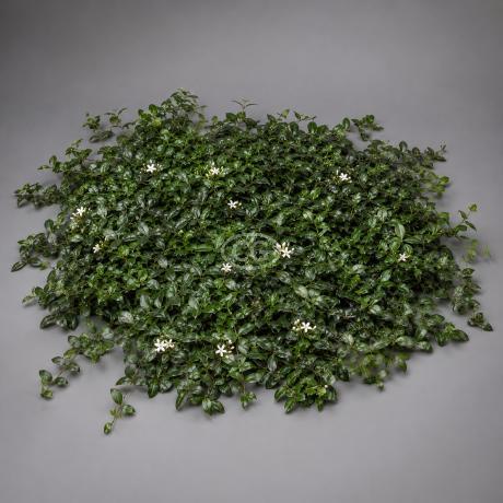 Trachelospermum asiaticum | Asiatic Jasmine | {25 Pots - 3 1/4 in
