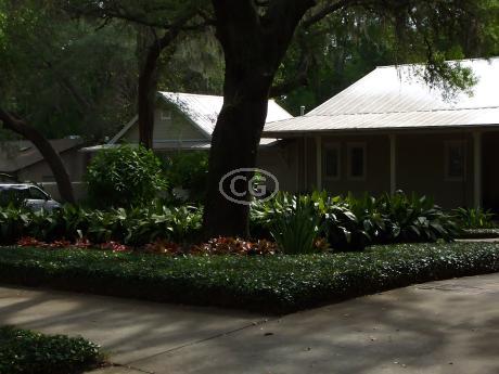 Trachelospermum asiaticum | Asiatic Jasmine | {25 Pots - 3 1/4 in