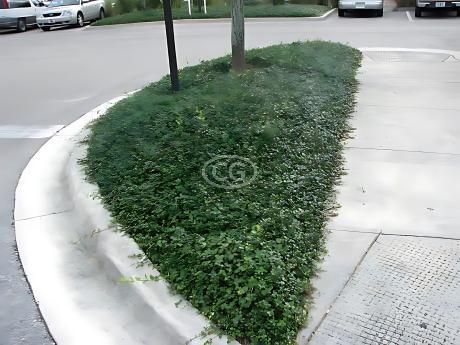 Trachelospermum asiaticum | Asiatic Jasmine | {25 Pots - 3 1/4 in