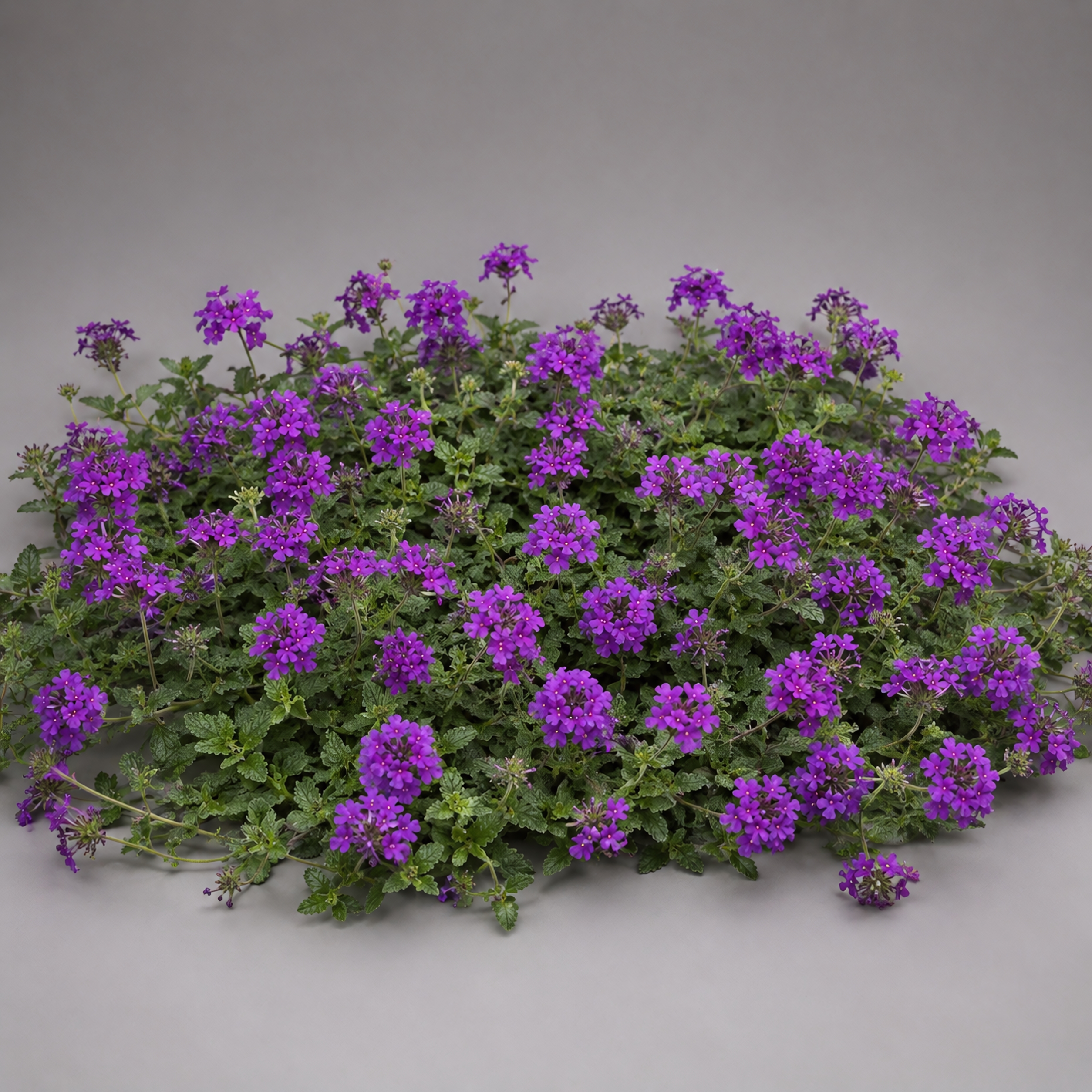 紫苑 Verbena canadensis 'Homestead Purple' | Verbena 'Homestead Purple