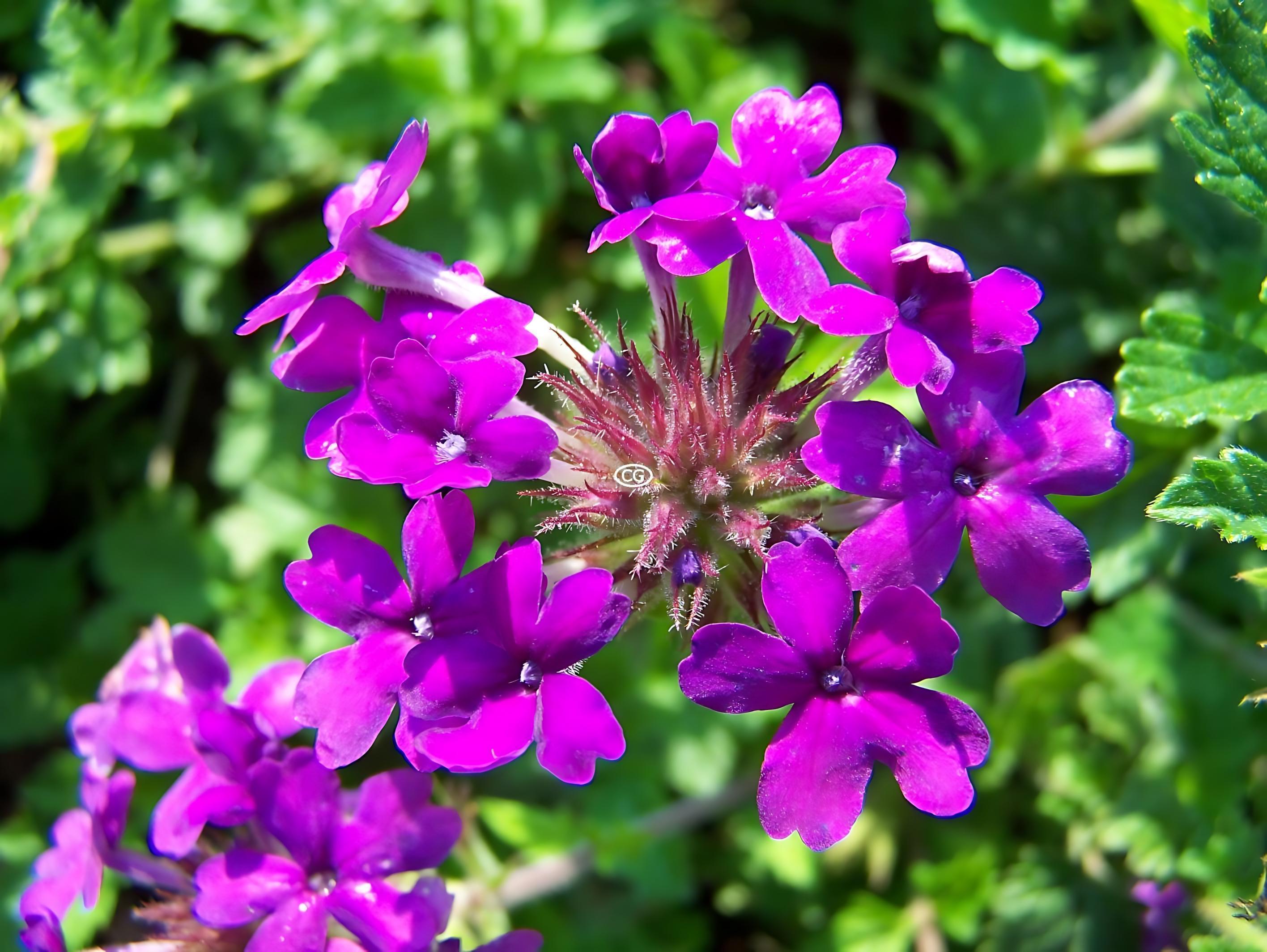 Verbena c. 'Homestead Purple' | Verbena 'Homestead Purple' | {tray