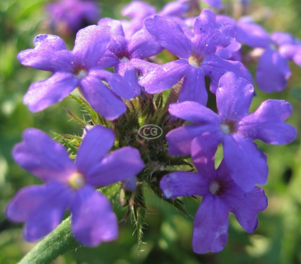 Verbena canadensis 'Homestead Purple' | Verbena 'Homestead Purple