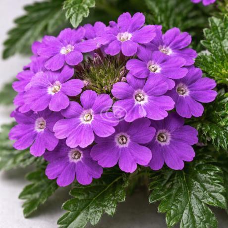 Verbena canadensis 'Homestead Purple' | Verbena 'Homestead Purple