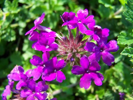 Verbena canadensis 'Homestead Purple' | Verbena 'Homestead Purple