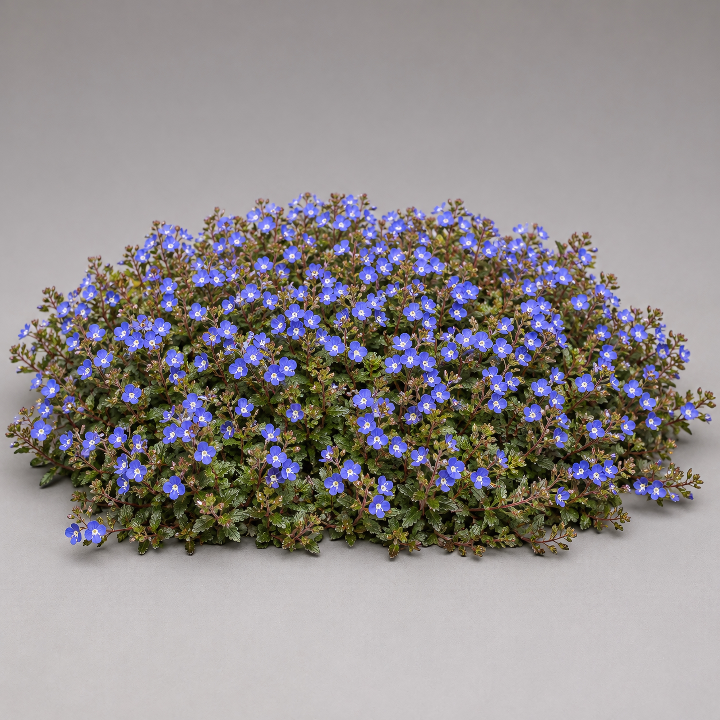 Veronica peduncularis 'Georgia Blue' | Speedwell 'Georgia Blue