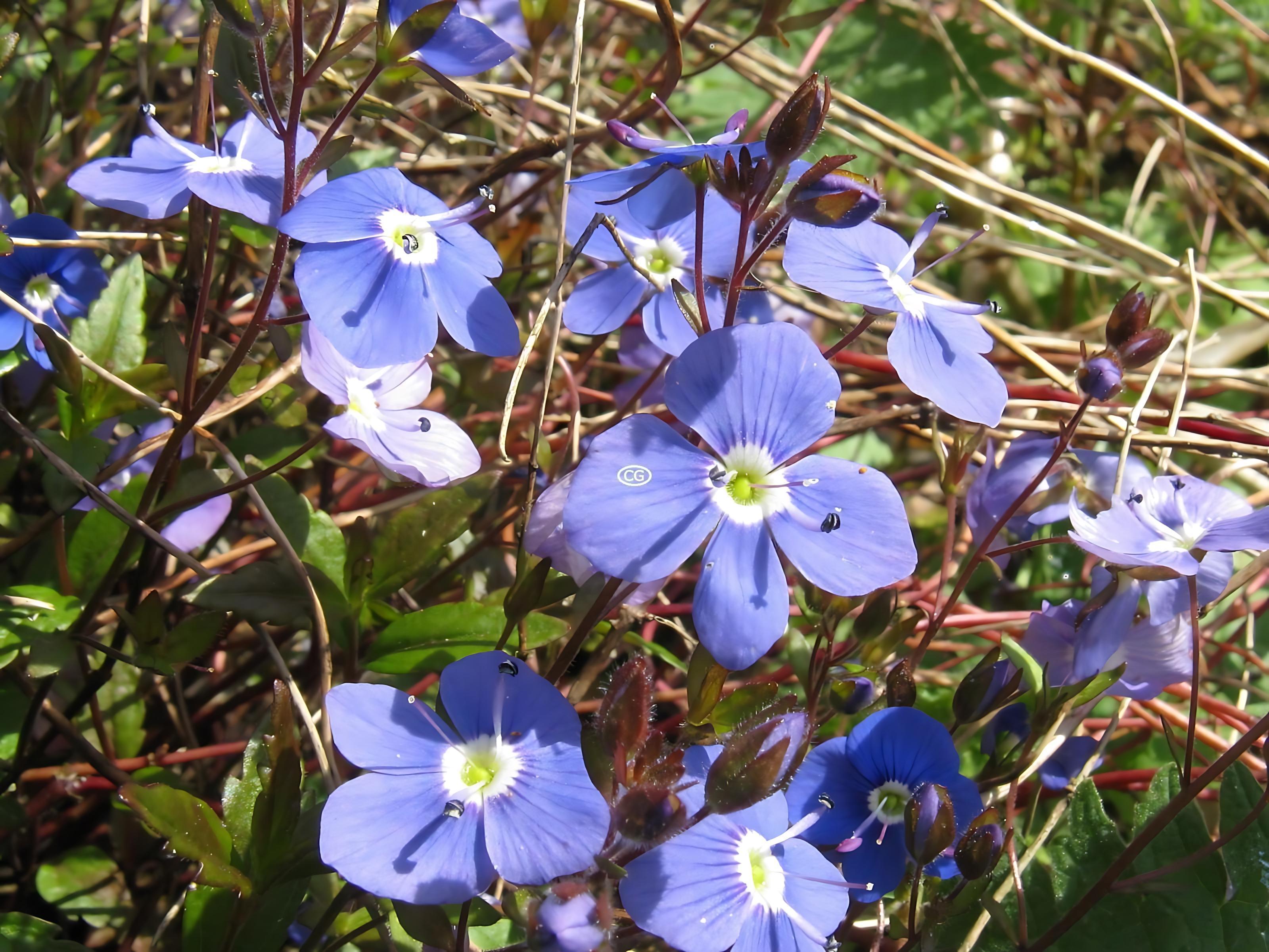 Veronica peduncularis 'Georgia Blue' | Speedwell 'Georgia Blue