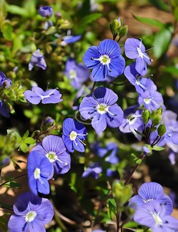 Veronica peduncularis 'Georgia Blue' | Speedwell 'Georgia Blue