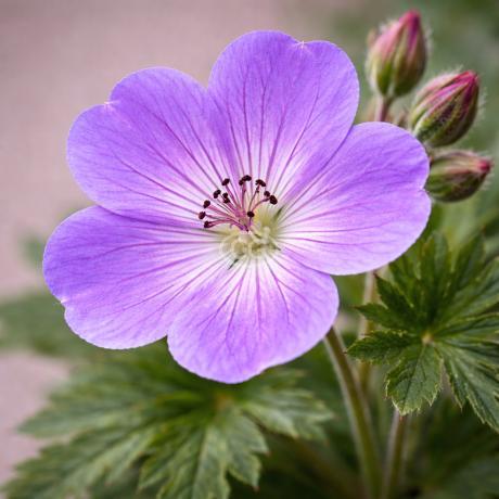 wow lasher plant matter Organic Fertilizer Soil and Plant Booster main image 0