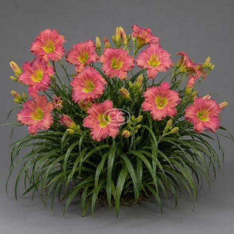 Classy Groundcovers Daylily Passionate Returns