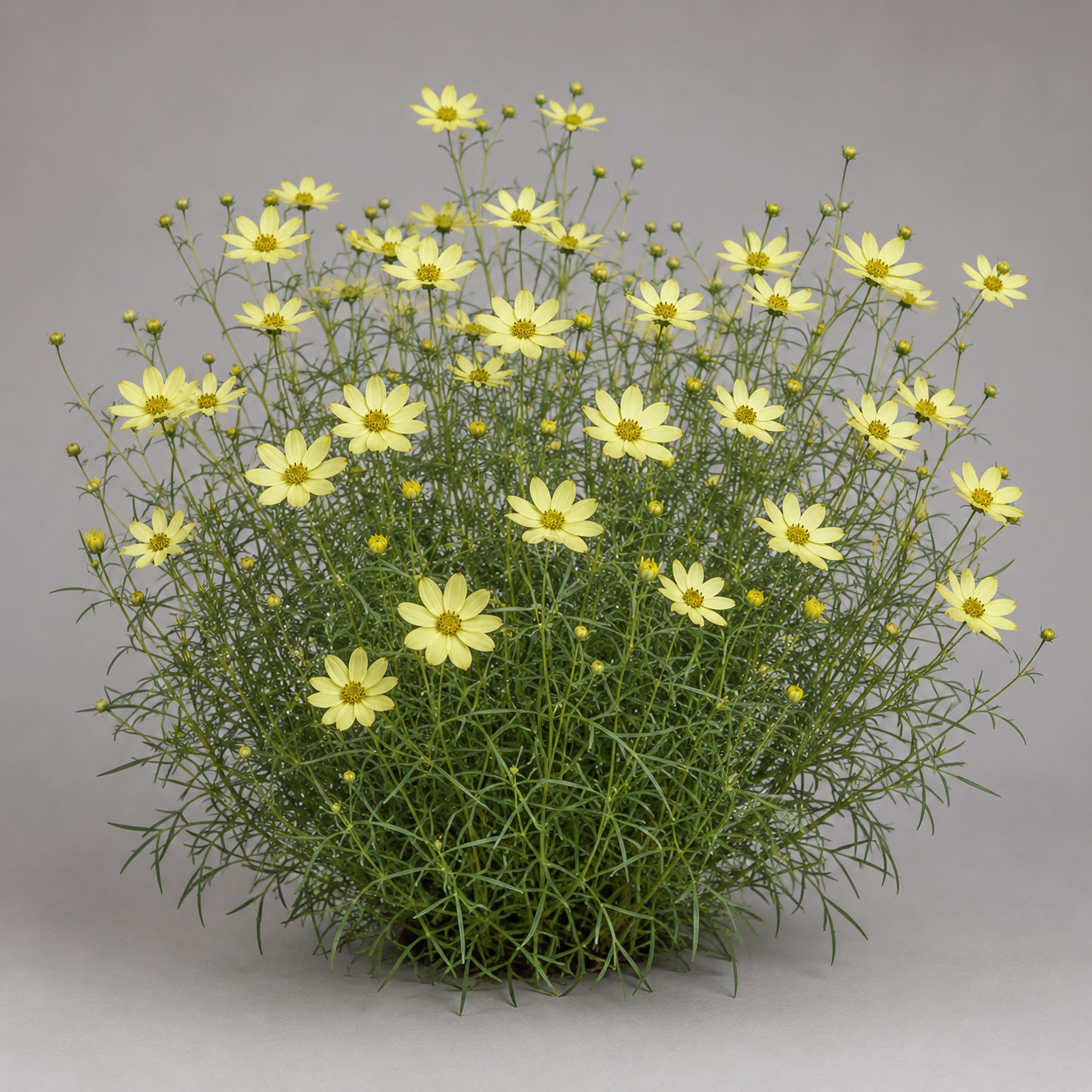 Moonbeamページ Coreopsis verticillata 'Moonbeam' | Tickseed 'Moonbeam' | {1