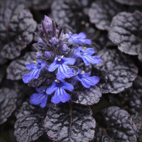 Ajuga reptans 'Black Scallop' | Bugleweed 'Black Scallop' | {25 Pots - 3  1/4 in.} - Classy Groundcovers