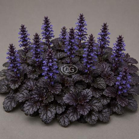 bottle top herb planters Kikkerland Bottle Top Herb Planters  Gardening Gifts Co