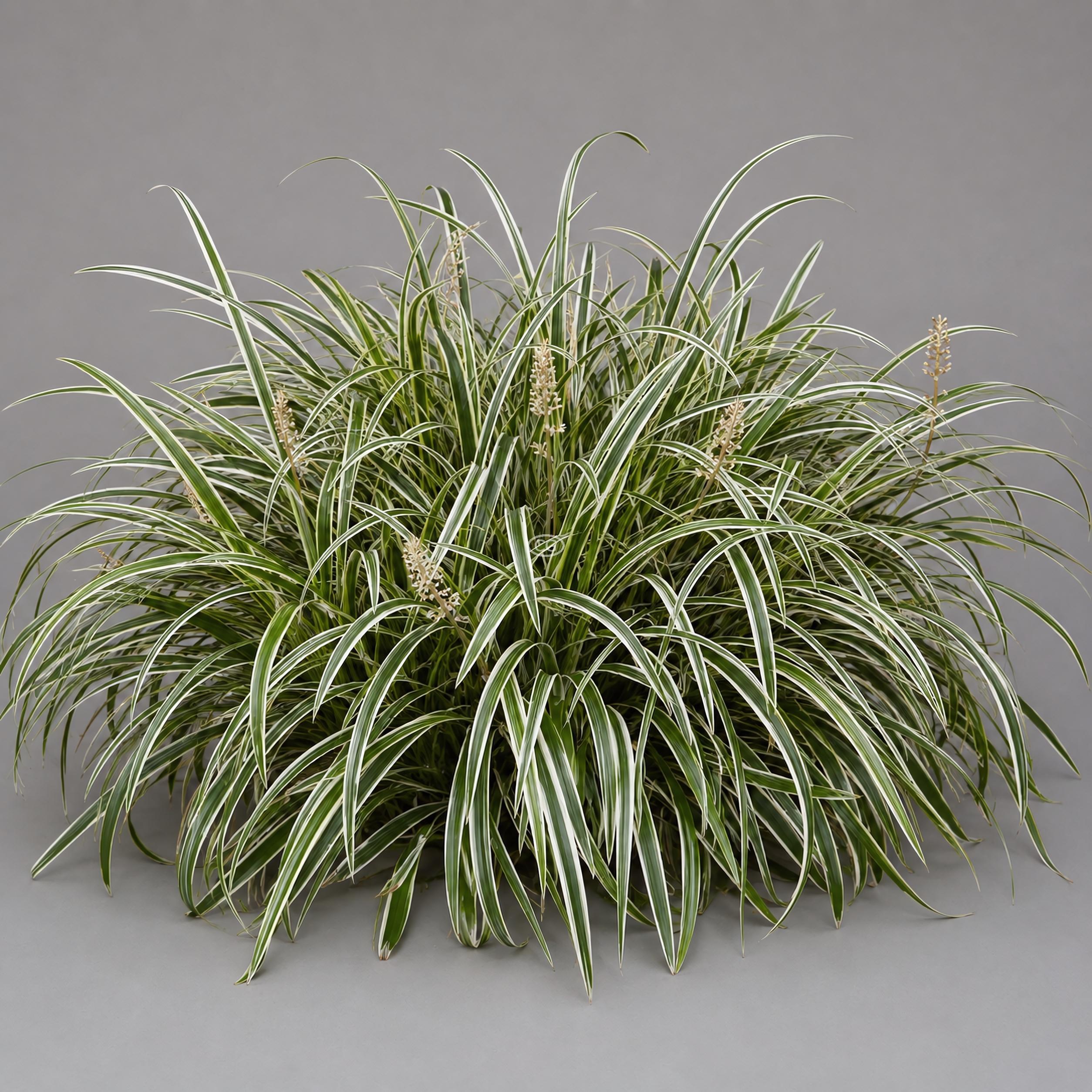 Carex morrowii 'Ice Dance' | Sedge 'Ice Dance' | {1-Gallon pot