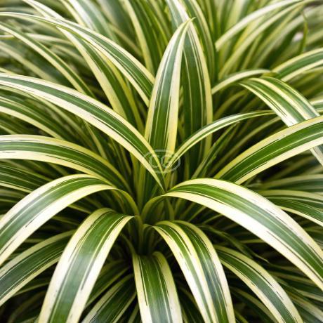 Carex morrowii 'Ice Dance' | Sedge 'Ice Dance' | {flat of 18 Pots - 3 1/4  in.} - Classy Groundcovers