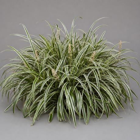 bird of paradise plant strelitzia Bird of Paradise White – Plant It Tampa Bay