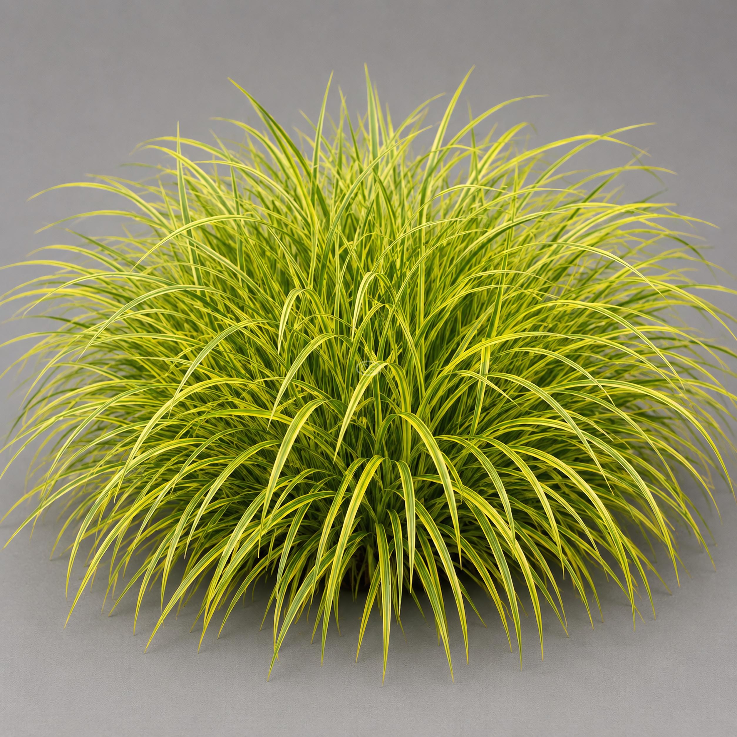 Carex oshimensis 'Evergold' | Sedge 'Evergold' | {25 Pots - 3 1/4