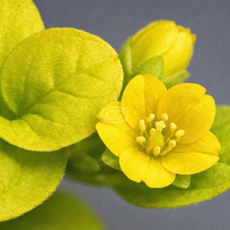 Lysimachia nummularia 'Aurea' | Golden Creeping Jenny | {tray of