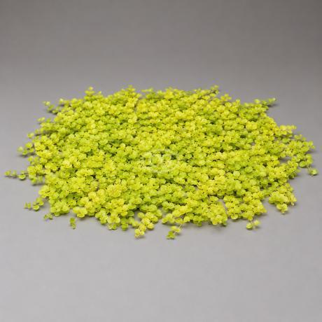 Lysimachia nummularia 'Aurea' | Golden Creeping Jenny | {tray of