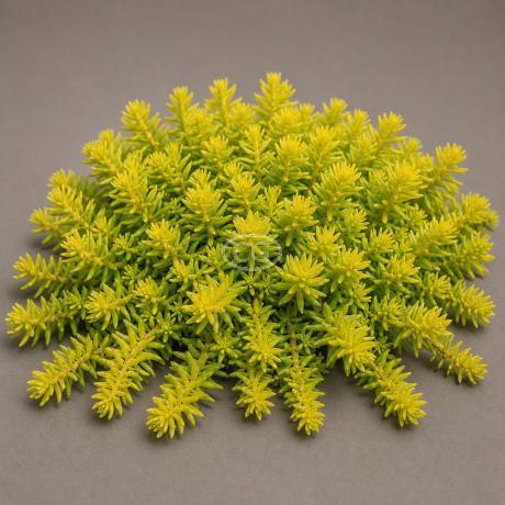 Sedum rupestre 'Angelina' | Angelina Stonecrop | {flat of 18 Pots - 3 1/4  in.} - Classy Groundcovers