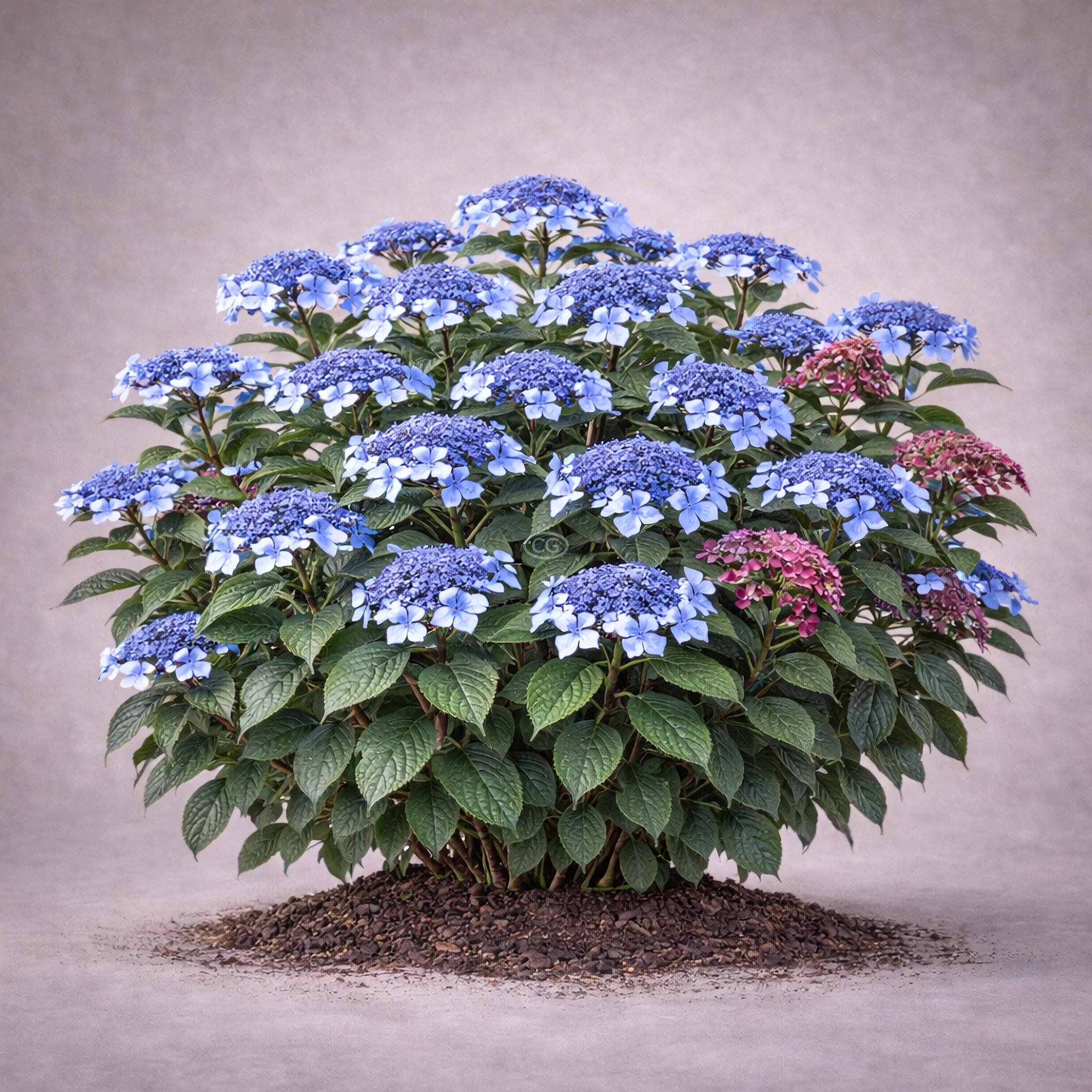 Hydrangea serrata 'Blue Billow' | Mountain Hydrangea 'Blue Billow