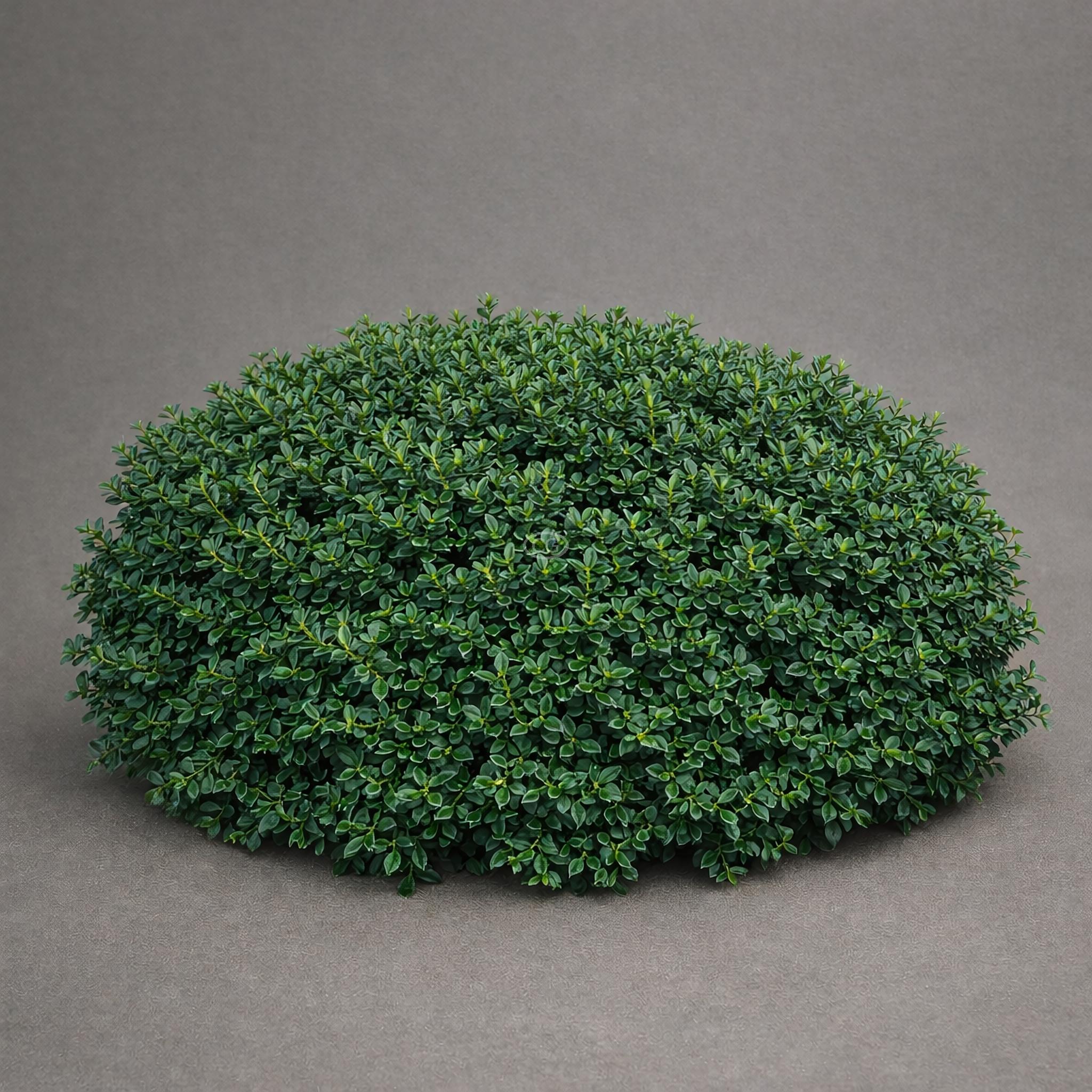 Ilex glabra 'Strongbox®' | Inkberry Holly 'Strongbox®' | {2-Gallon