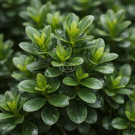 Ilex glabra 'Strongbox®' | Inkberry Holly 'Strongbox®' | {2-Gallon
