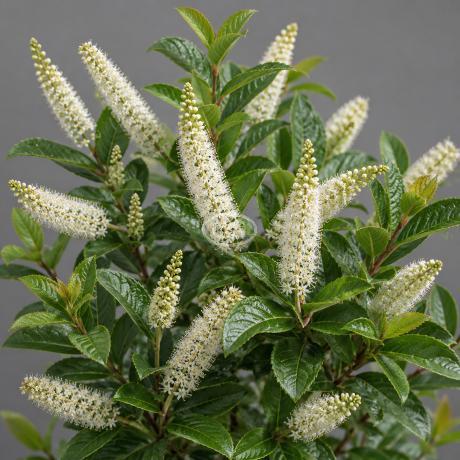 Virginia Sweetspire Love Child
