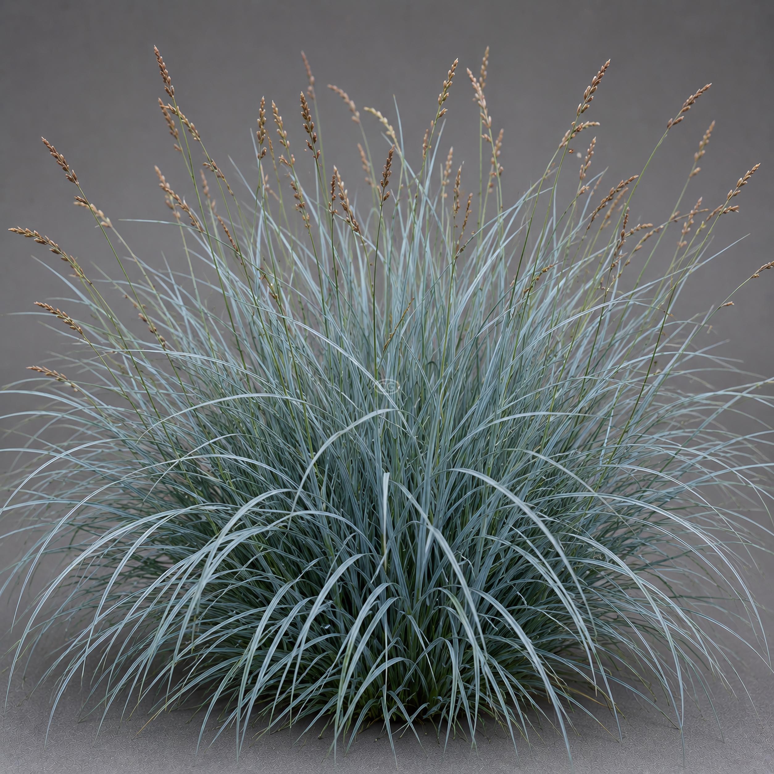 Carex laxiculmis 'Hobb' (Bunny Blue ®) | Sedge Bunny Blue ® 'Hobb