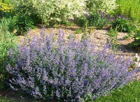 Nepeta Blue Wonder Dwarf Catmint