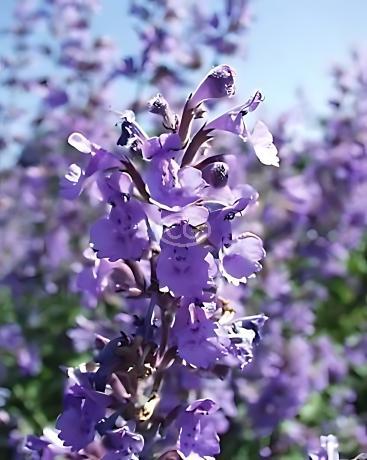Nepeta Blue Wonder Dwarf Catmint