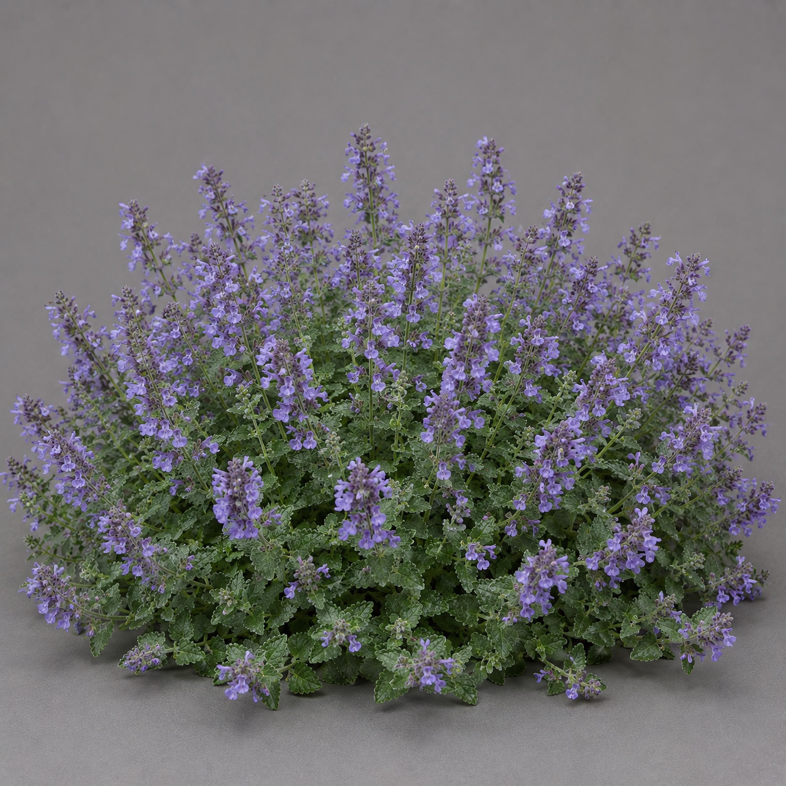 Nepeta x faasenii 'Walkers Low' | Catmint 'Walkers Low' | {1