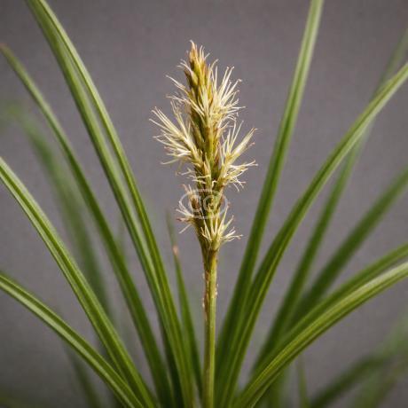 Classy Groundcovers Appalachian Sedge