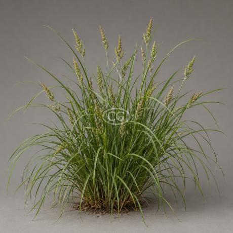 Classy Groundcovers Appalachian Sedge - Thumbnail 2