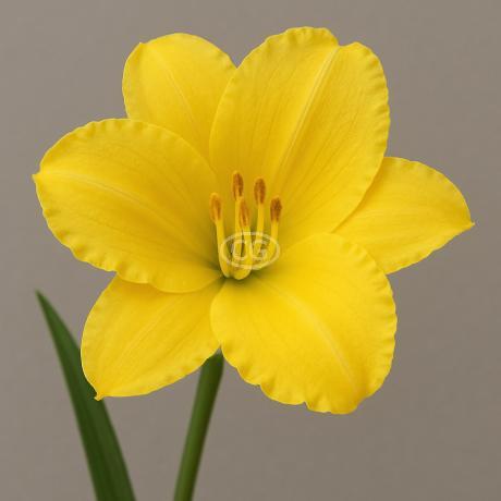 Classy Groundcovers Daylily Happy Returns