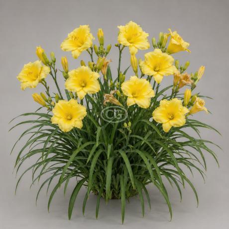Classy Groundcovers Daylily Happy Returns - Thumbnail 2