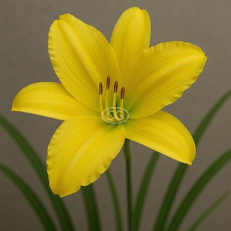 Classy Groundcovers Daylily Hyperion