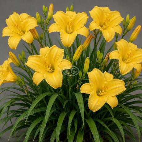 Classy Groundcovers Daylily Hyperion - Thumbnail 3